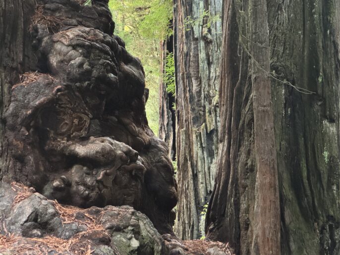 Close-up of large burl on ancient Redwood trees